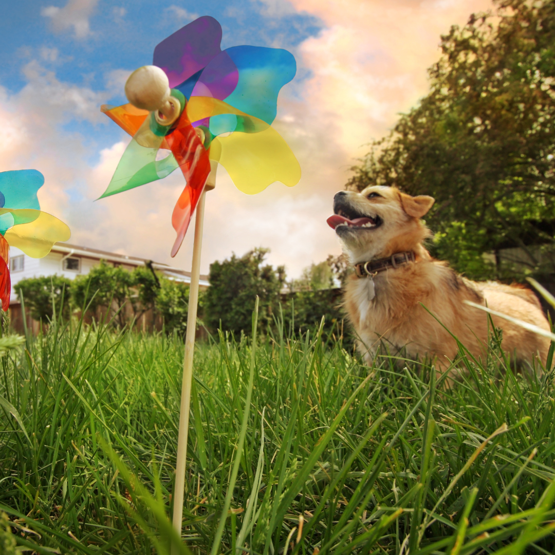 Fun Summer Activities With Your Dog