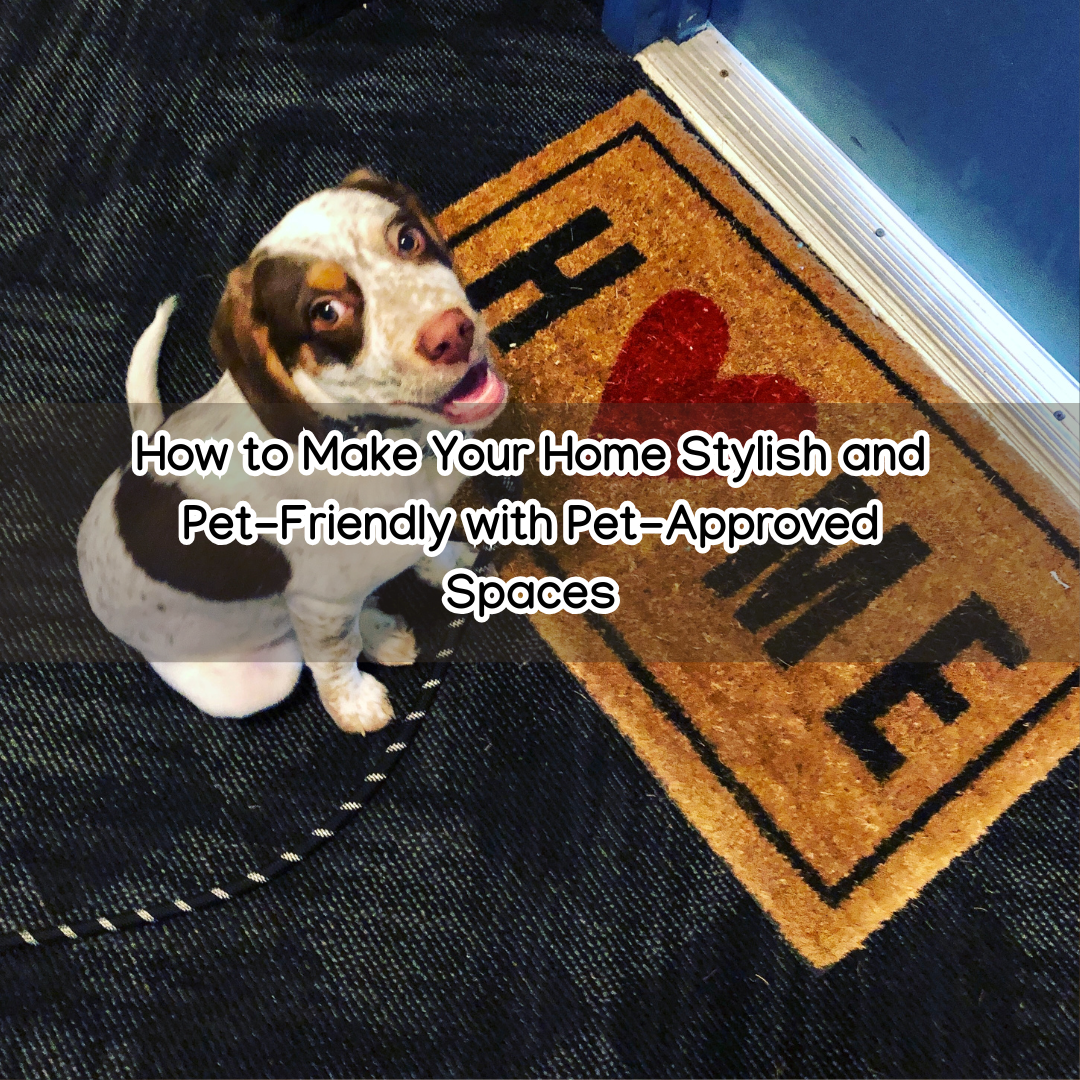 How to Make Your Home Stylish and Pet-Friendly with Pet-Approved Spaces