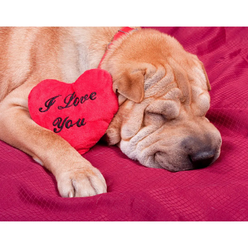 Signs That Your Dog Loves You - daisys-choice-homeware