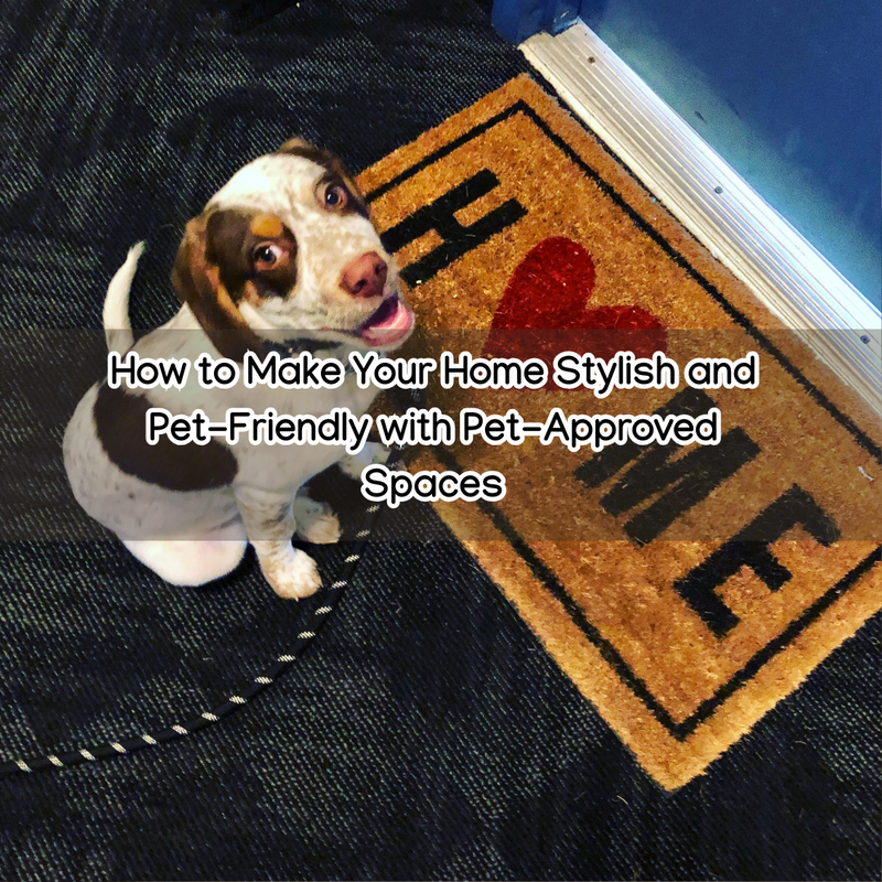 How to Make Your Home Stylish and Pet-Friendly with Pet-Approved Spaces