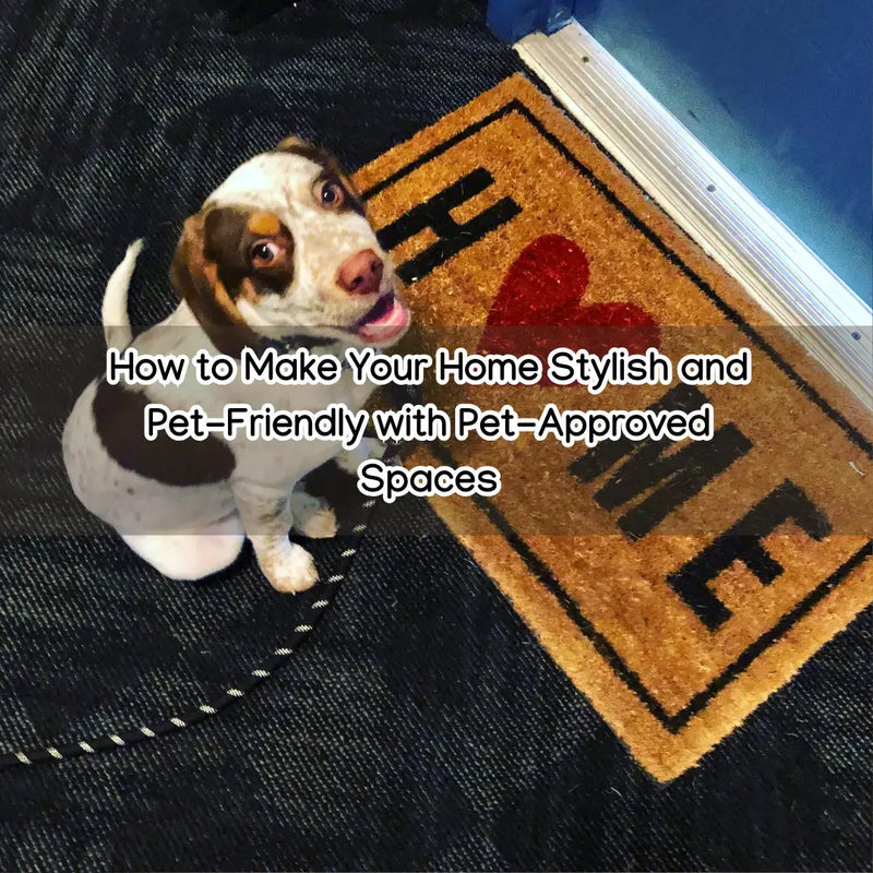 How to Make Your Home Stylish and Pet-Friendly with Pet-Approved Spaces - daisys-choice-homeware