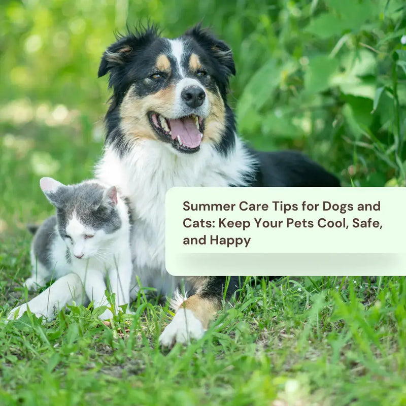 Summer Care Tips for Dogs and Cats: Keep Your Pets Cool, Safe, and Happy - daisys-choice-homeware