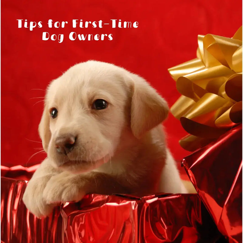 Tips for First-Time Dog Owners - daisys-choice-homeware