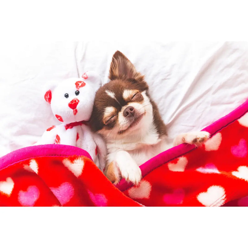How To Make Your Dog Feel Loved - daisys-choice-homeware