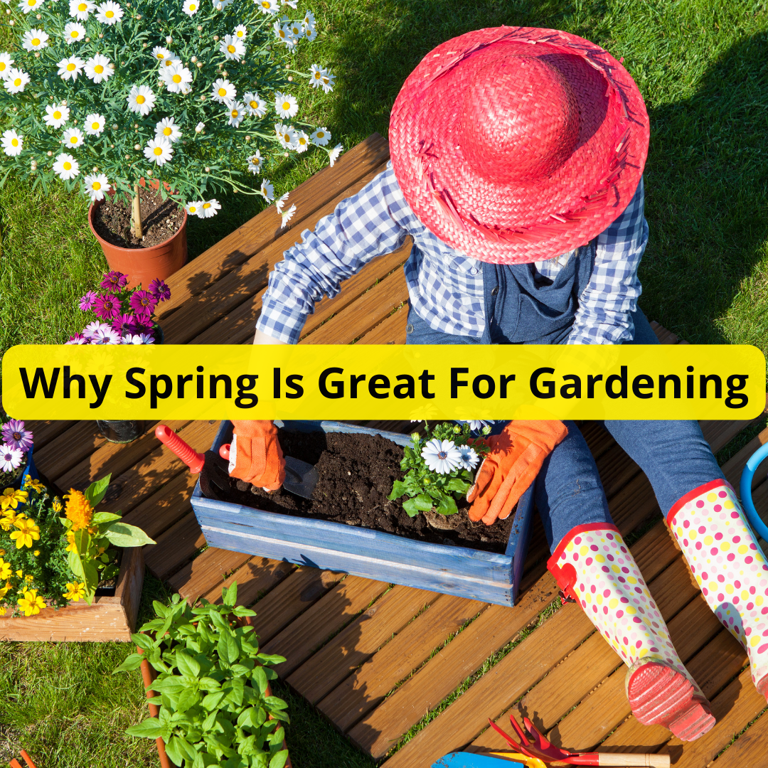 Why Spring Is Great For Gardening